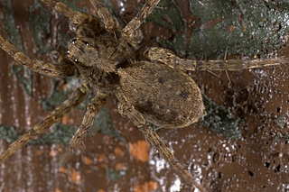 spider